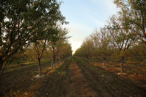 Проект с научным подходом: в Гагаузии выращивают экзотический для региона миндаль - Sputnik Молдова