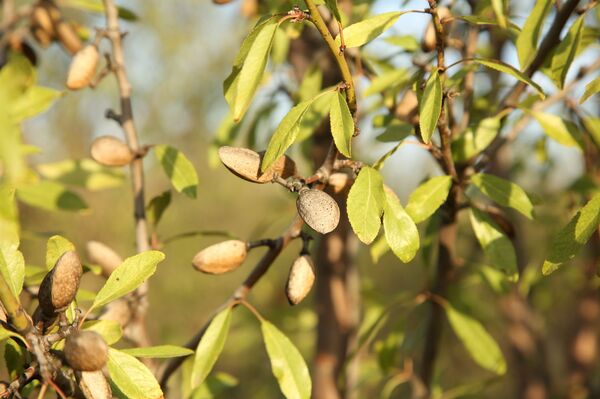 Проект с научным подходом: в Гагаузии выращивают экзотический для региона миндаль - Sputnik Молдова
