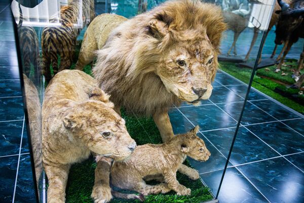 Семья львов попала в музей, став жертвами человеческой жестокости. - Sputnik Молдова