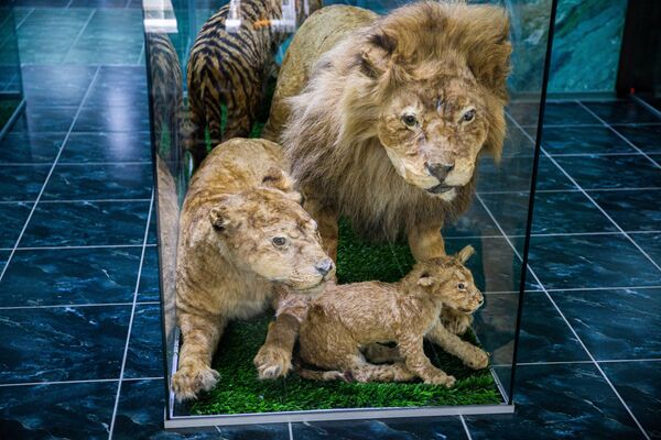 Familia leilor adusă la Chișinău din Odesa a fost hrănită de un vizitator cu carne amestecată cu cioburi de sticlă - Sputnik Moldova