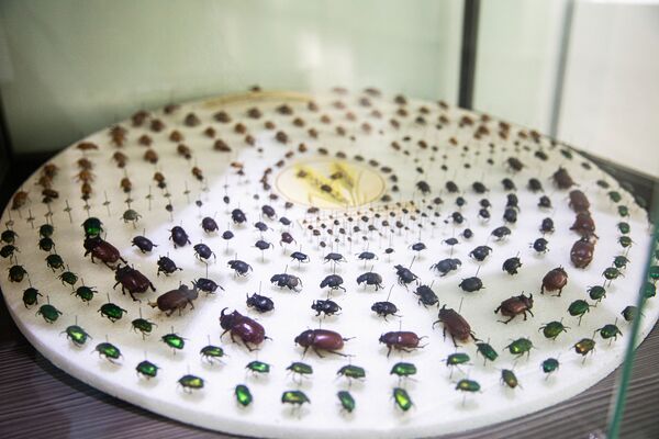 La Muzeul Universității de Stat se păstrează numeroase specii de insecte - Sputnik Moldova