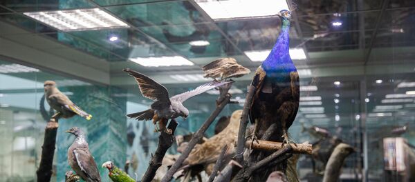 Muzeul Universității de Stat - Sputnik Moldova