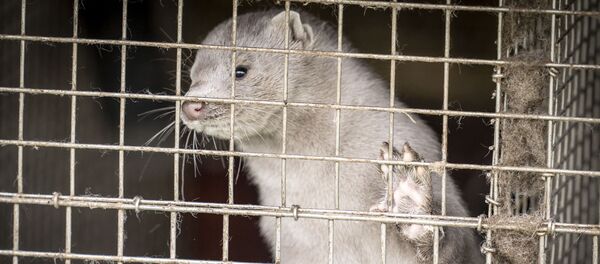 Норка - Sputnik Молдова