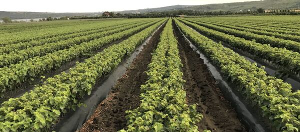 Butași de viță de vie Butași de viță de vie - Sputnik Moldova