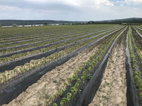 Video - Producător de butași: de ce exportă în Rusia, nu în UE Video - Producător de butași: de ce exportă în Rusia, nu în UE - Sputnik Moldova