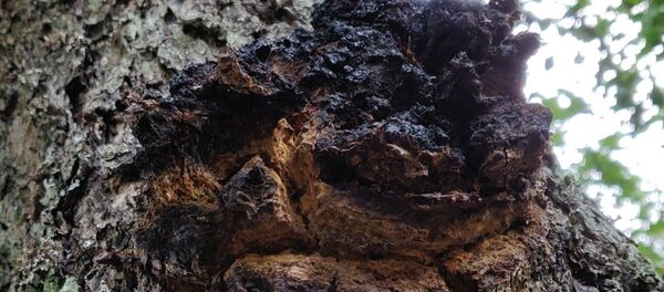 березовый гриб чага - Sputnik Молдова