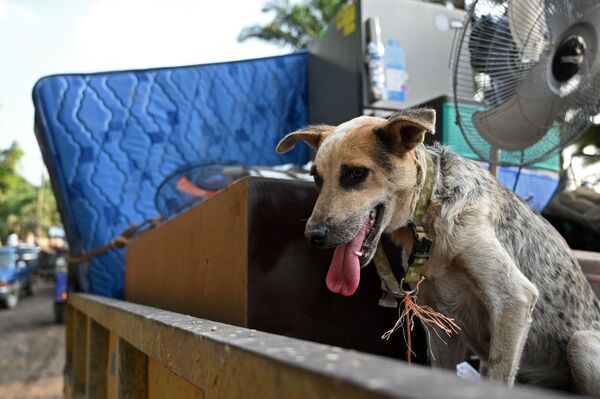 Собака в грузовике среди вещей рабочих, эвакуирующихся из района в Эль-Прогресо, Гондурас - Sputnik Молдова