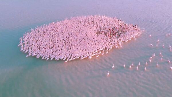 Sute de flamingo roz, popas pe un lac din Kazahstan - Sputnik Moldova
