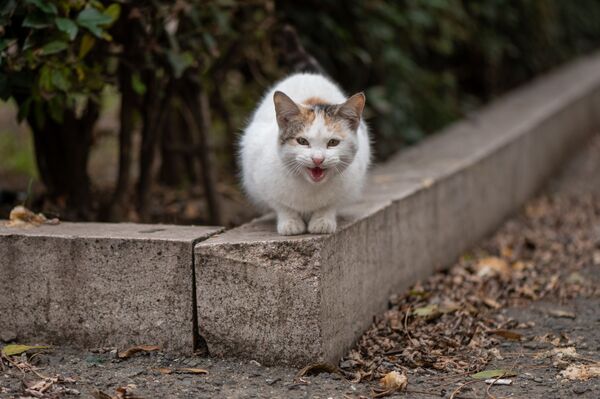 O pisică pe o stradă din Stepanakert - Sputnik Moldova-România