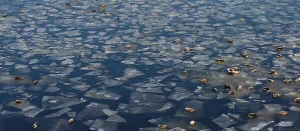 Mii de foci au urcat pe gheața din Golful Civirkuiski - Sputnik Moldova