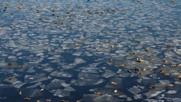Mii de foci au urcat pe gheața din Golful Civirkuiski - Sputnik Moldova