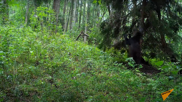 Un urs surprins în timp ce dansează lângă un copac - Sputnik Moldova