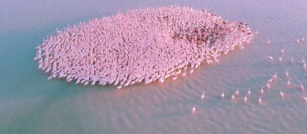 Sute de flamingo roz, popas pe un lac din Kazahstan - Sputnik Moldova-România