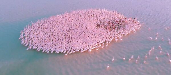 Видео - Розовое чудо: сотни фламинго отдыхают на воде по пути на юг Видео - Розовое чудо: сотни фламинго отдыхают на воде по пути на юг - Sputnik Молдова