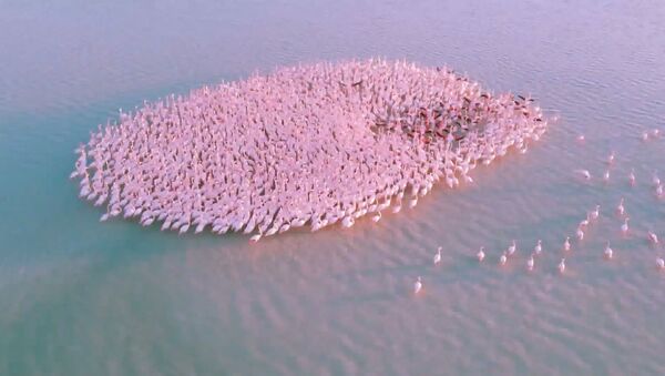 Видео - Розовое чудо: сотни фламинго отдыхают на воде по пути на юг - Sputnik Молдова