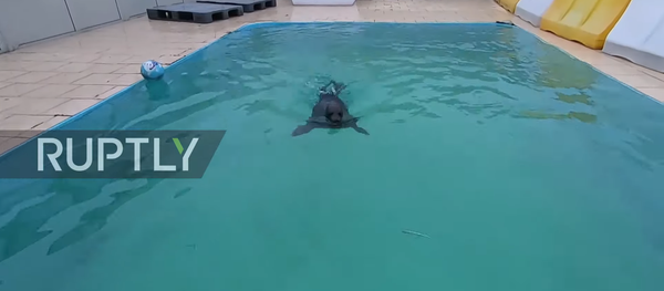 Adorabilul pui de focă poreclit „Grăsimea Sa”, viral pentru dragostea sa pentru mâncare - Sputnik Moldova