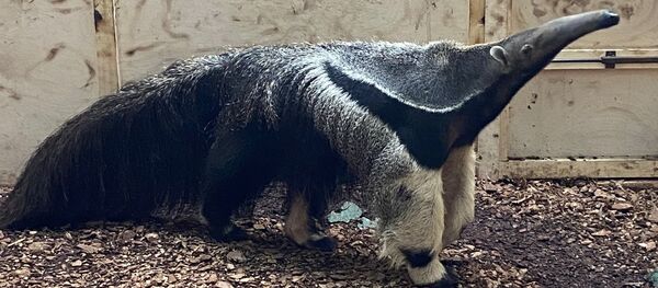Из Европы – в Сибирь. Пара муравьедов переехала из Дании в зоопарк Новосибирска Из Европы – в Сибирь. Пара муравьедов переехала из Дании в зоопарк Новосибирска - Sputnik Молдова