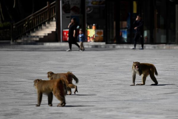 Maimuțele se plimbă într-o piață lângă liftul Bailong din parcul forestier național Zhangjiajie, provincia Hunan din China. - Sputnik Moldova-România
