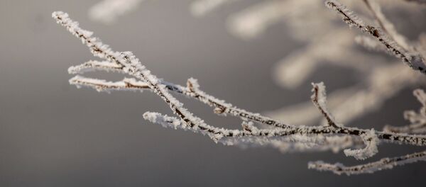 Ветки в инее Ветки в инее - Sputnik Молдова