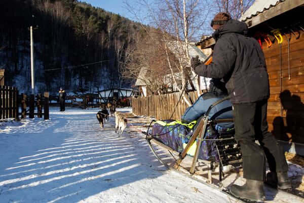 Посетитель катается на собачьей упряжке в поселке Листвянка на берегу озера Байкал в Иркутской области - Sputnik Moldova-România
