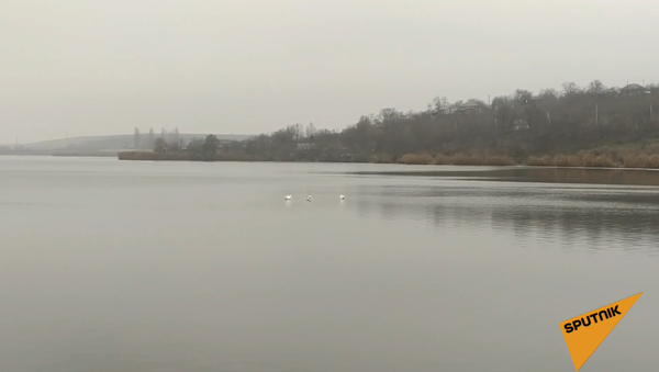 Trei lebede în plină iarnă pe lacul din orașul Râșcani - Sputnik Moldova