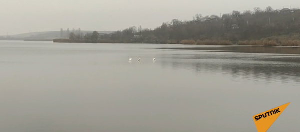 Trei lebede în plină iarnă pe lacul din orașul Râșcani - Sputnik Moldova