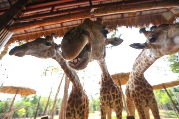 Giraffes are pictured in Vinpearl Safari park on the Phu Quoc island, Vietnam - Sputnik Молдова