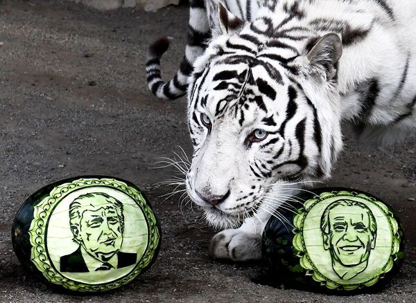 Белый бенгальский тигр Хан выбирает из двух арбузов, на которых вырезаны портреты кандидатов в президенты США – Дональда Трампа и Джозефа Байдена, в Парке флоры и фауны Роев ручей - Sputnik Молдова