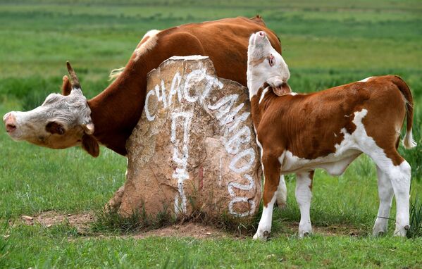 Коровы на пастбище в Хакасии - Sputnik Молдова
