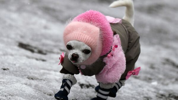 Собака породы чихуахуа гуляет по обледенелому тротуару в Дивногорске - Sputnik Moldova