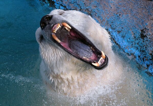 Белый медведь Феликс в парке флоры и фауны Роев ручей в Красноярске - Sputnik Молдова