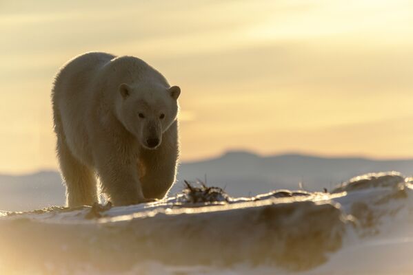 Белый медведь на берегу Восточно-Сибирского моря - Sputnik Молдова