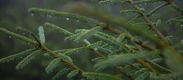 Елки в питомнике Елки в питомнике - Sputnik Молдова