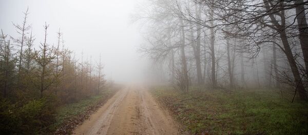 Елки в питомнике Елки в питомнике - Sputnik Молдова