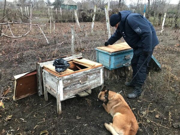 Ce au depistat polițiștii într-un stup de albine Ce au depistat polițiștii într-un stup de albine - Sputnik Moldova