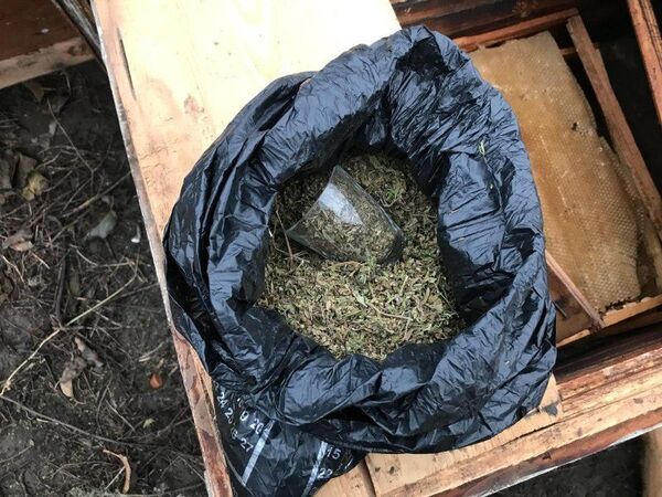 Ce au depistat polițiștii într-un stup de albine Ce au depistat polițiștii într-un stup de albine - Sputnik Moldova