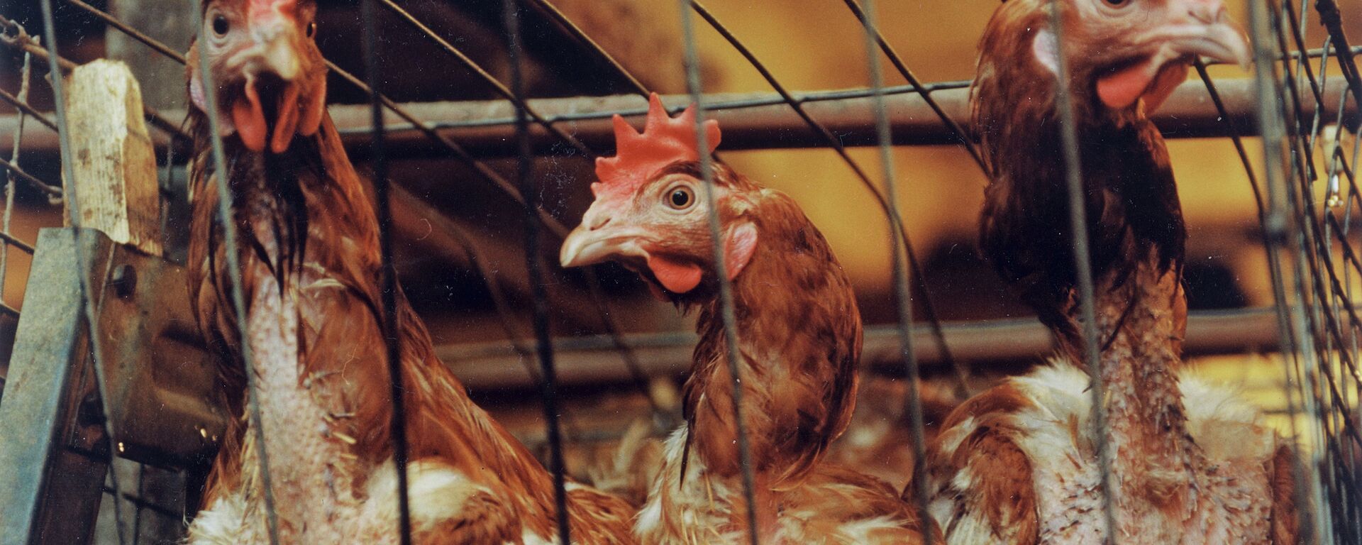 Куры - Sputnik Молдова, 1920, 20.02.2021