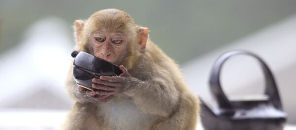 Макака пьет чай из чашки в одном из отелей Дананга, Вьетам - Sputnik Moldova