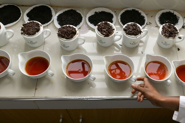 Дегустатор готовит различные образцы чая на чайной фабрике в Кении - Sputnik Moldova