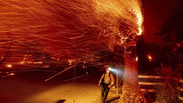 Пожарный проходит мимо горящего дерева во время тушения пожара в общине Сильверадо в Калифорнии - Sputnik Moldova-România