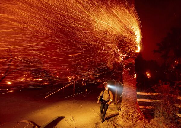 Пожарный проходит мимо горящего дерева во время тушения пожара в общине Сильверадо в Калифорнии - Sputnik Moldova-România
