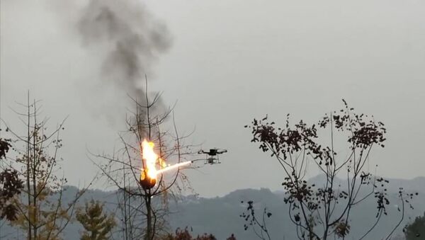 China: Cuiburi de viespi periculoase - distruse cu drona - Video - Sputnik Moldova-România