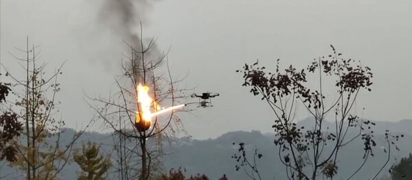 China: Cuiburi de viespi periculoase - distruse cu drona - Video - Sputnik Moldova-România