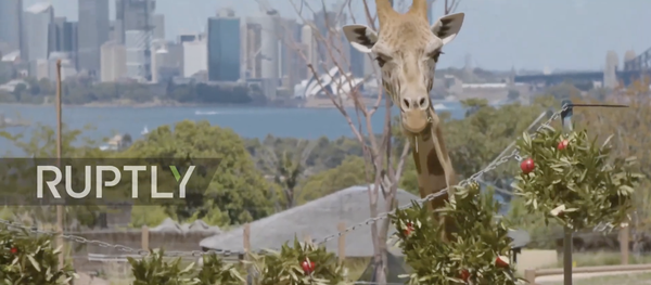 Animalele de la o grădină zoologică din Australia au primit delicii sezoniere - Sputnik Moldova