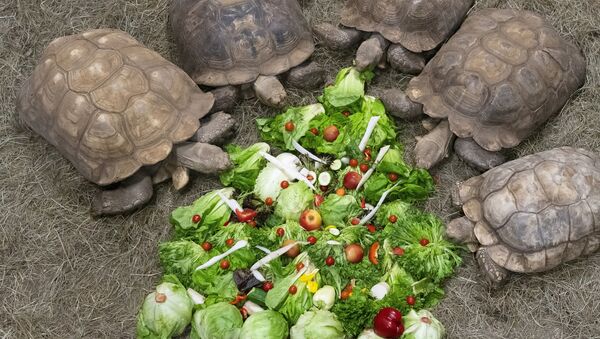 Африканские черепахи Geochelone sulcata кушают рождественское блюдо в парке животных города Ньиредьхаза, Венгрия - Sputnik Молдова