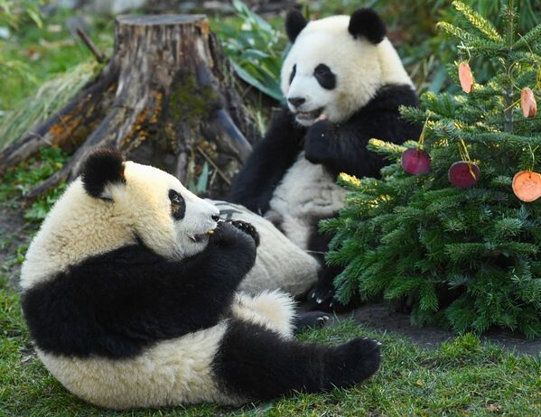 Медведи-панды, близнецы Пит и Поль, получают свою любимую еду в подарок к Рождеству в зоопарке в Берлине, Германия - Sputnik Молдова