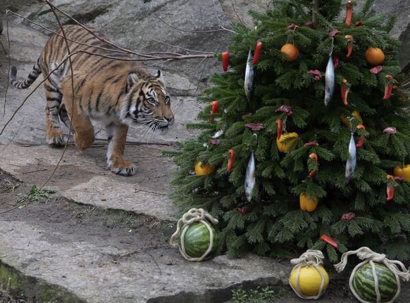Тигр у рождественской елки, украшенной рыбой и овощами, в Берлинском зоопарке, Германия - Sputnik Молдова