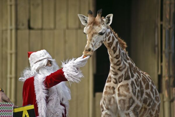 Смотритель в костюме Санта-Клауса кормит детеныша жирафа морковкой в зоопарке Ла-Аврора в Гватемале  - Sputnik Молдова