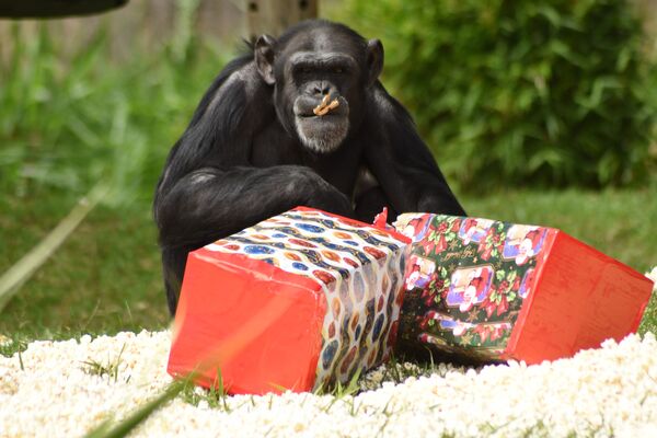Шимпанзе Макс открывает подарки в зоопарке в Гватемале - Sputnik Молдова