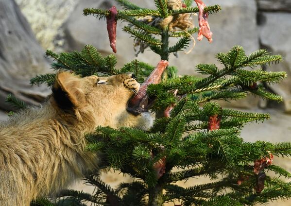 Лев Матео ест рождественское угощение в зоопарке Берлина - Sputnik Молдова